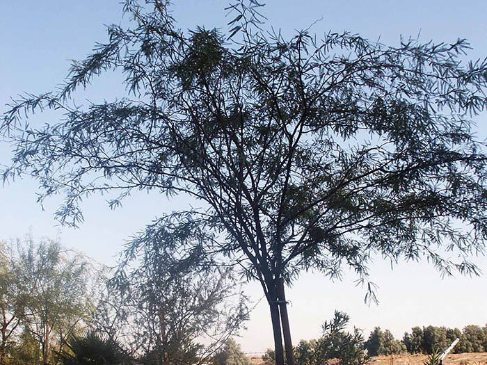 Prosopis chilensis